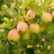 Яблуня Гібсон (саджанець, однорічний)