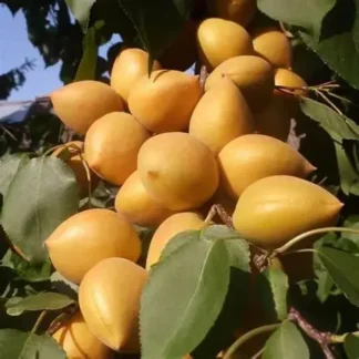 Абрикос Манітоба 604 (саджанець, дворічний)