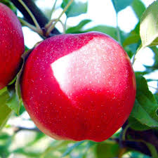 Яблуня Гала (саджанець, дворічний)