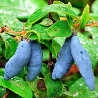 Жимолость Німфа (саджанець, дворічний)