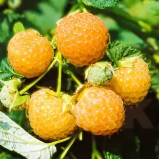 Жовта малина Вигорова (ананасна)