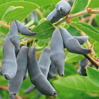 Жиломость Бакчарський Великан (саджанець, трирічний)