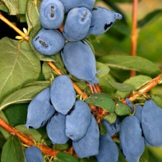 Жимолость Бореал Бʼюті (саджанець, трирічний)