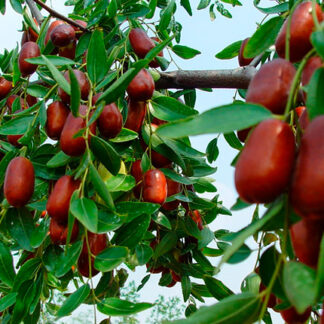 Зізіфус Унабі