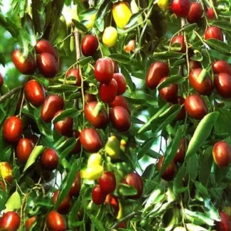 Зізіфус Унабі Китайський