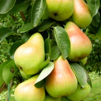 Колоновидні саджанці груші