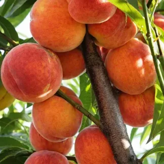 Колоновидні саджанці персика