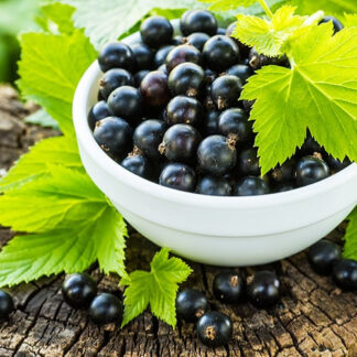 Штамбова Смородина Чорна