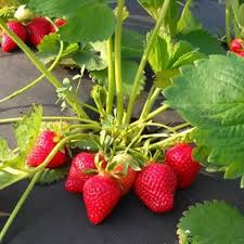 Полуниця Мальвіна (касетна розсада)