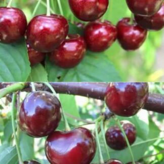 Дерево сад (Ванда + Ерді Ботермо)