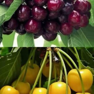 Дерево сад (Фольфер + Жовта вишня)