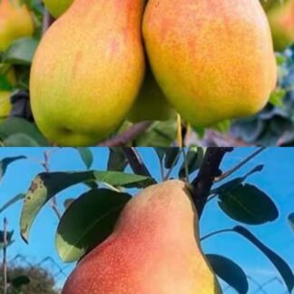 Дерево сад (Аббат + Мілена)