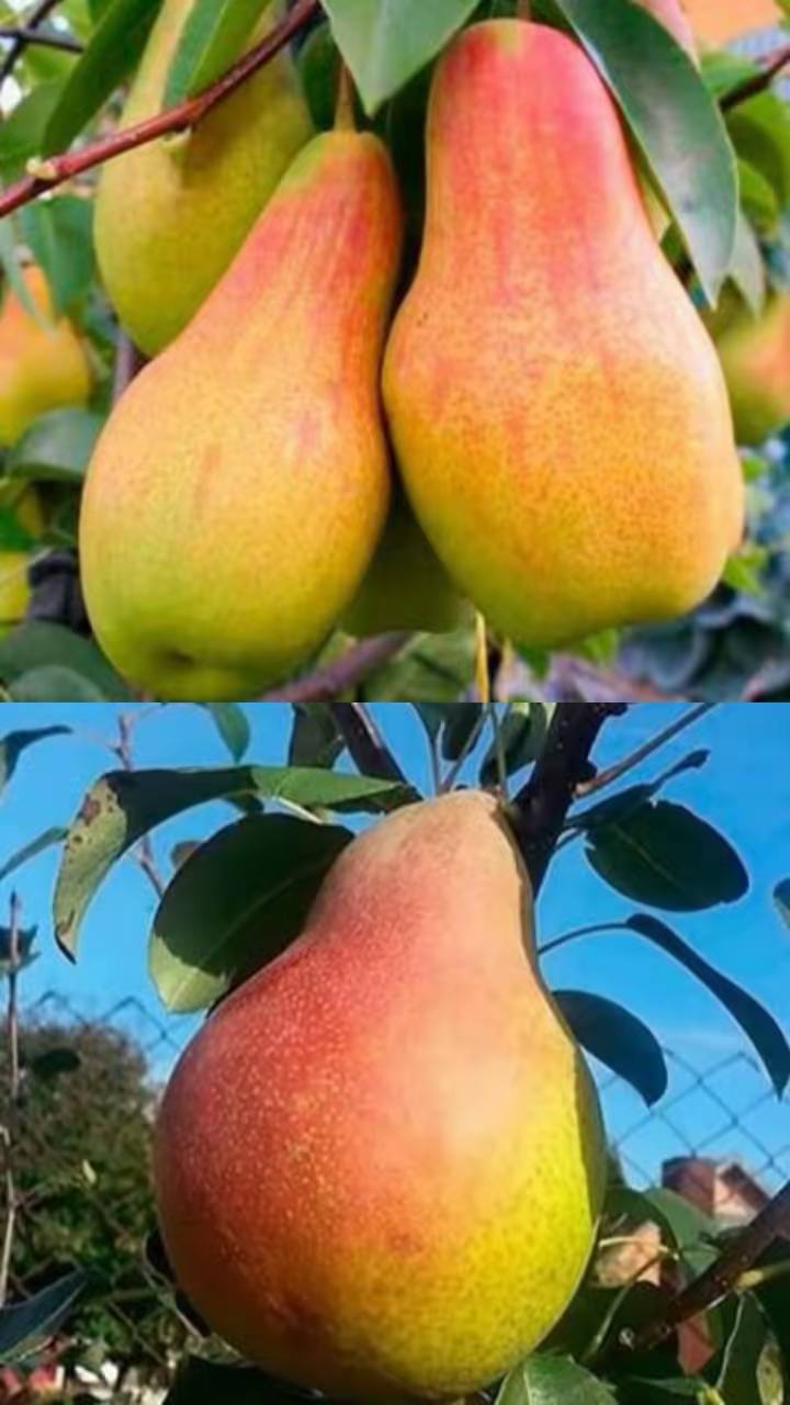 Дерево сад (Аббат + Мілена)