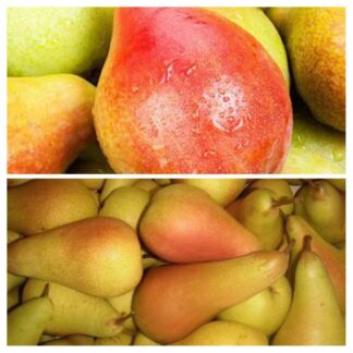 Дерево сад (Аббат + Мілена)