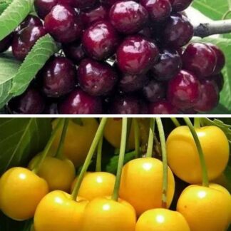 Дерево сад (Фольфер + Жовта вишня)