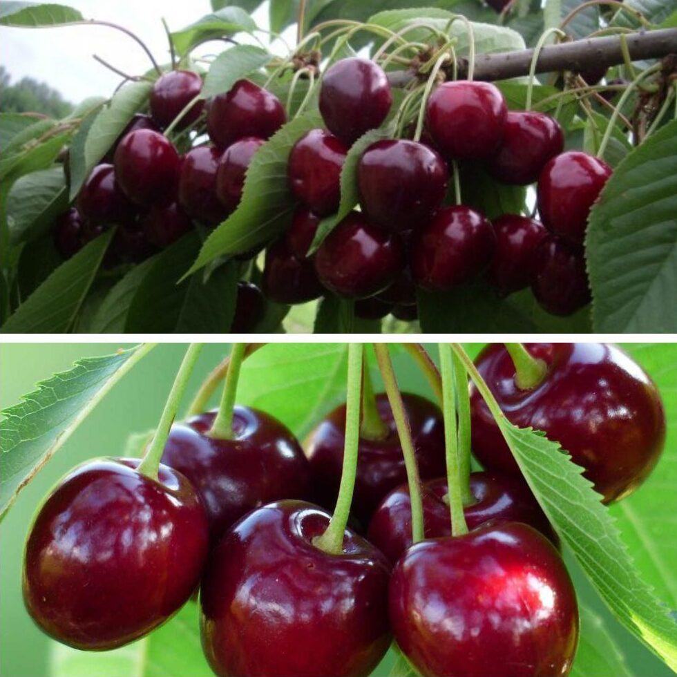 Дерево сад (Ванда + Ерді Ботермо)