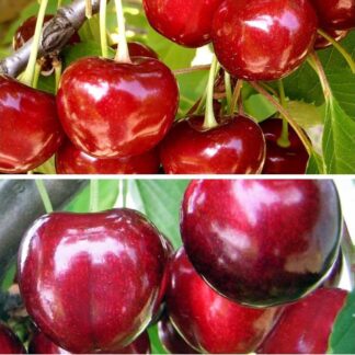 Дерево сад (Лапінс + Чудо вишня)