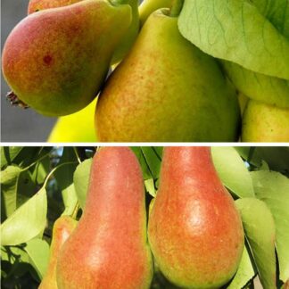 Дерево сад (Талгарка + Мілена)