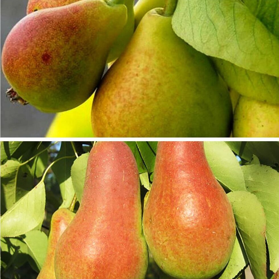 Дерево сад (Талгарка + Мілена)