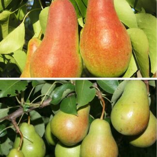 Дерево сад (Талгарка + Ноябрська)