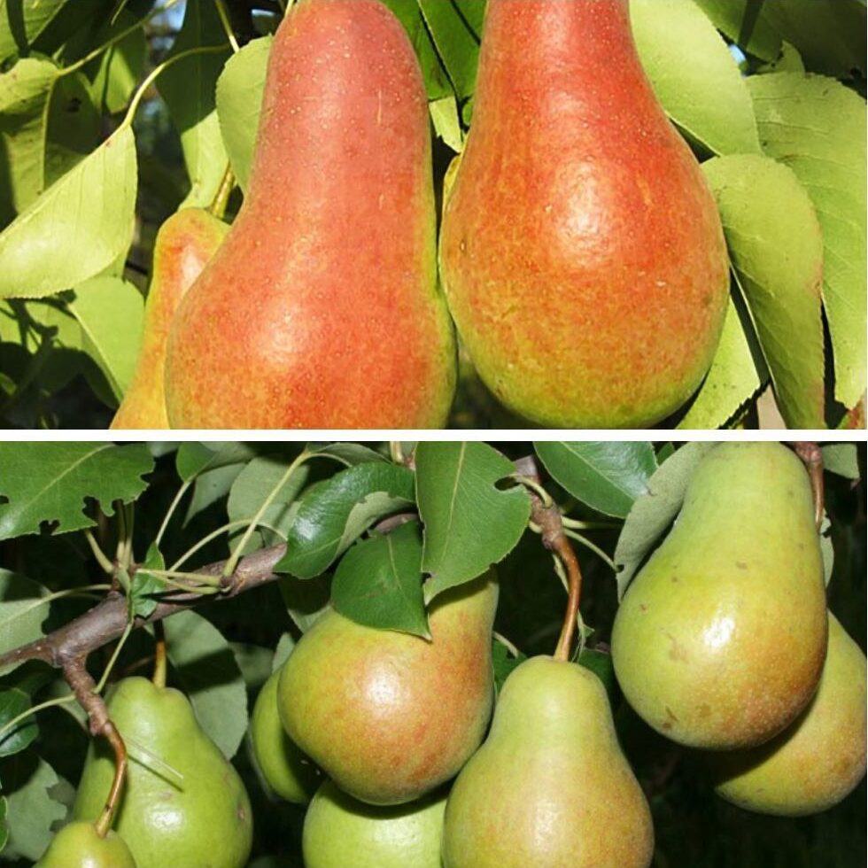 Дерево сад (Талгарка + Ноябрська)