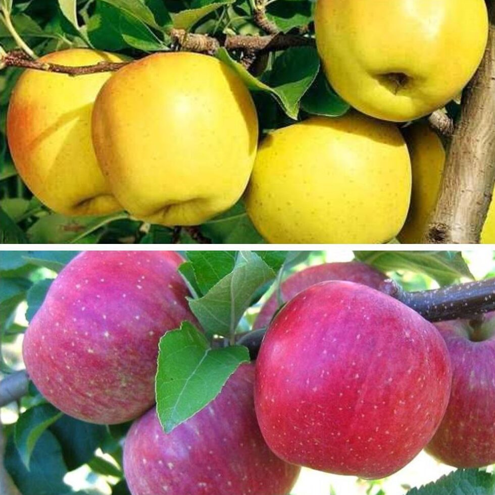 Дерево сад (Фуджі + Голден)