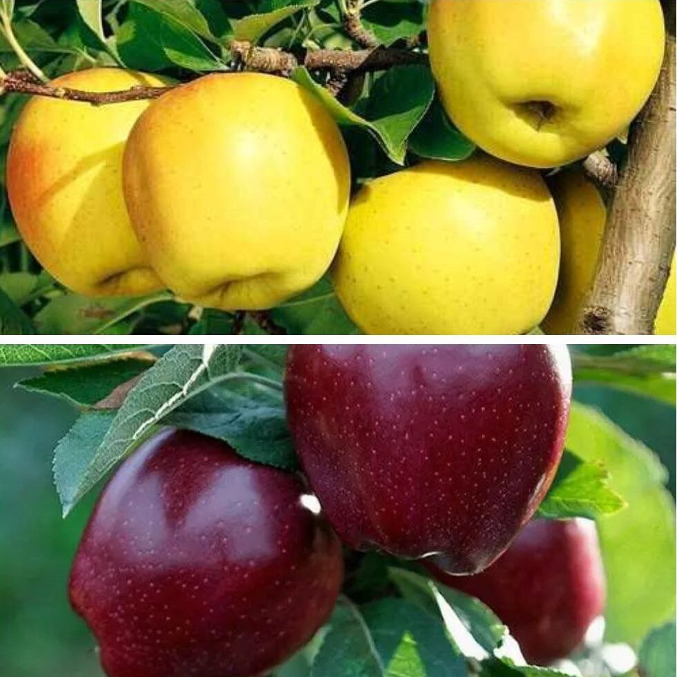Дерево сад (Чорний принц + Голден)