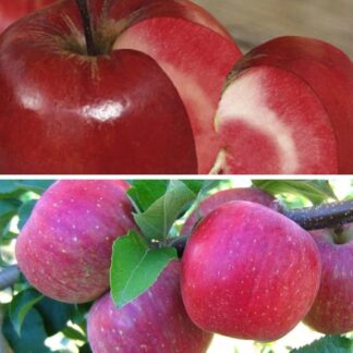 Дерево сад (Ред сан + Фуджі)