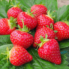 Полуниця Королева Єлизавета (касетна розсада)