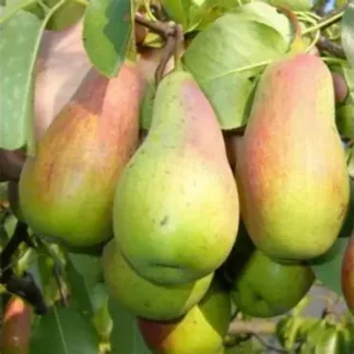 Груша Киргизка (саджанець, дворічний)